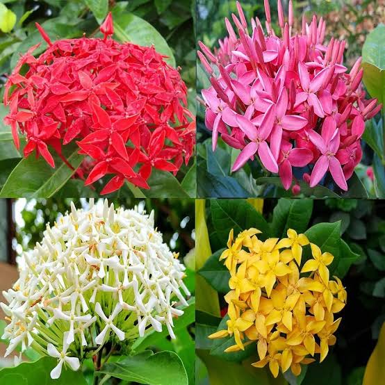 tipos de ixora para vaso