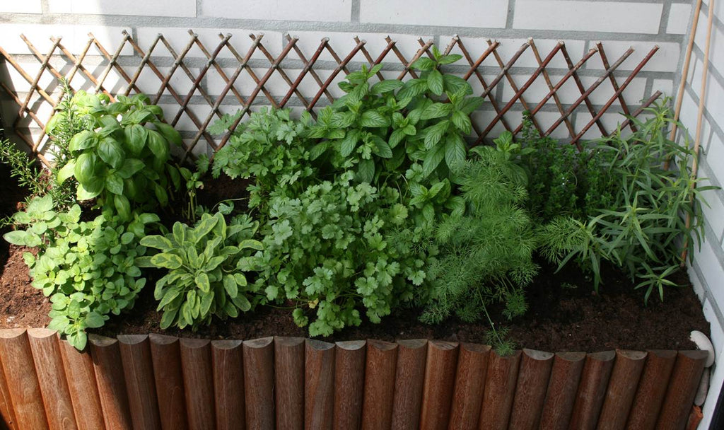 jardim de ervas em casa