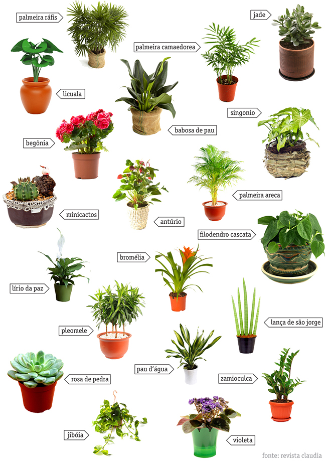 As 5 Ervas Mais Fáceis de Cultivar para Iniciantes (Mesmo em Apartamento)