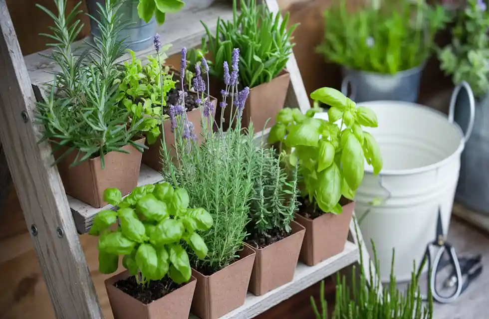 Húmus de Minhoca e Outros Adubos Naturais para Turbinar Sua Horta