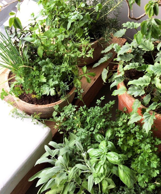 Guia Completo: Como Montar Sua Horta Vertical de Temperos em Casa