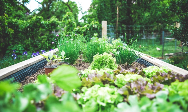 As 5 Ervas Mais Fáceis de Cultivar para Iniciantes (Mesmo em Apartamento)