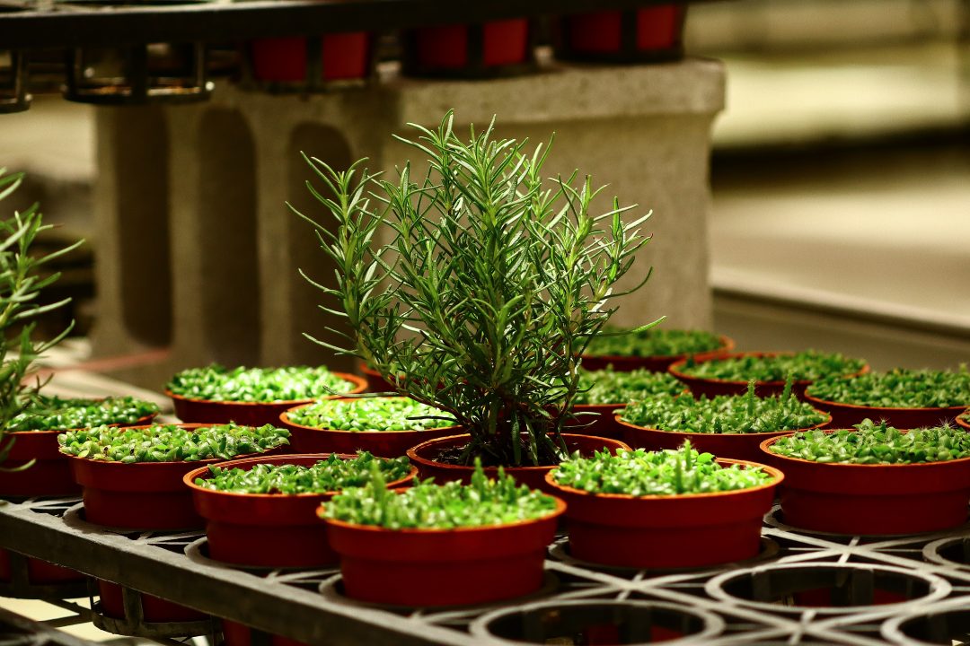 jardim de ervas em casa