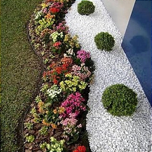 plantas ideais para jardim de pedras