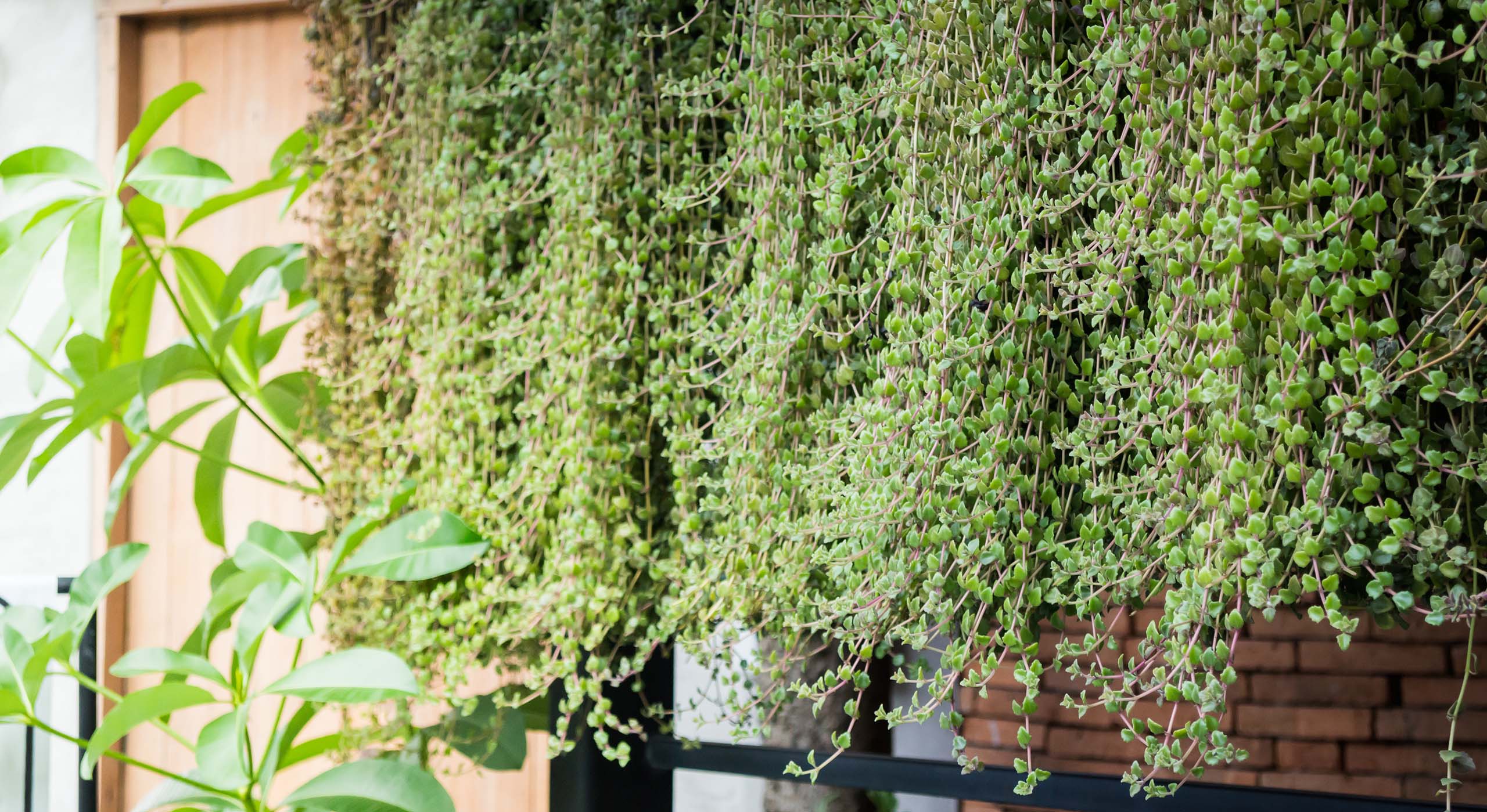 jardim suspenso na varanda