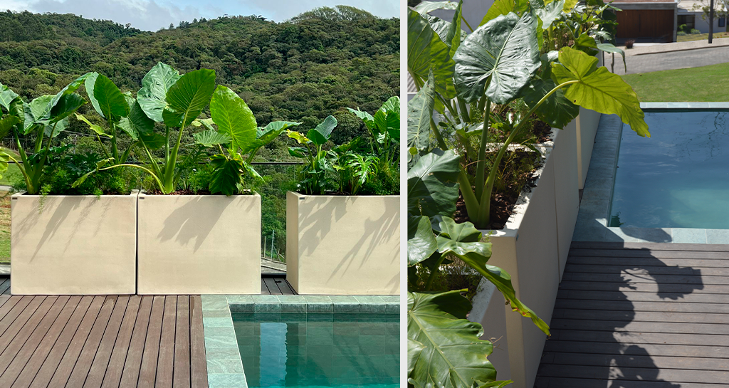 jardim tropical piscina