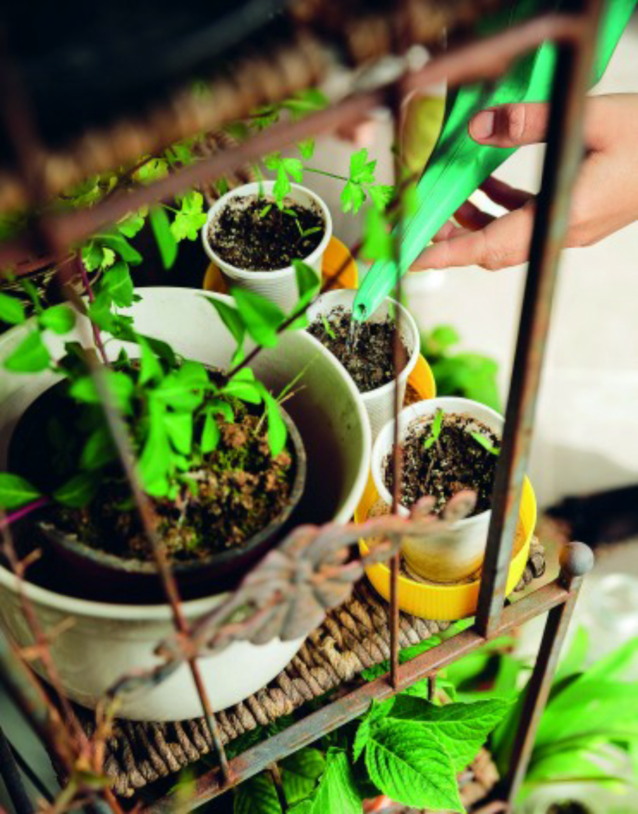 hortaliças de crescimento rápido para iniciantes