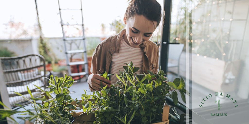 plantas que acalmam e reduzem estresse