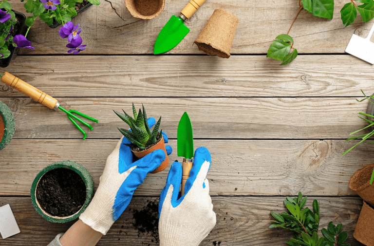 jardinagem como terapia para ansiedade