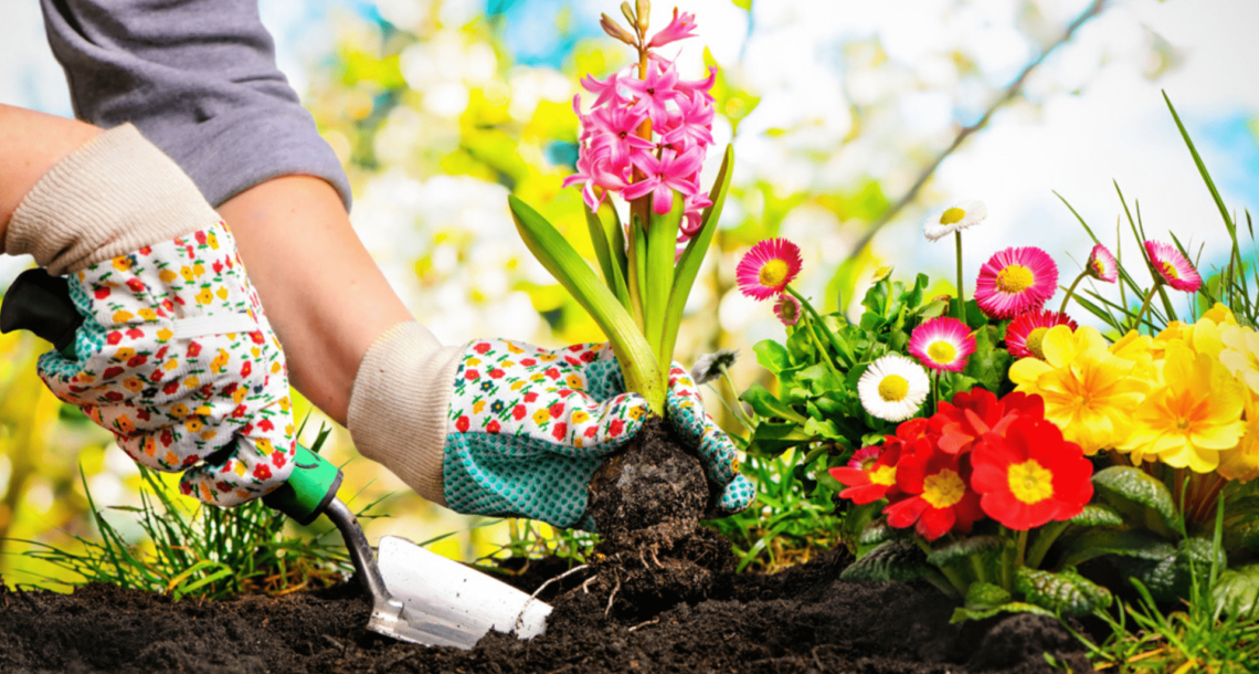 plantas que acalmam e reduzem estresse