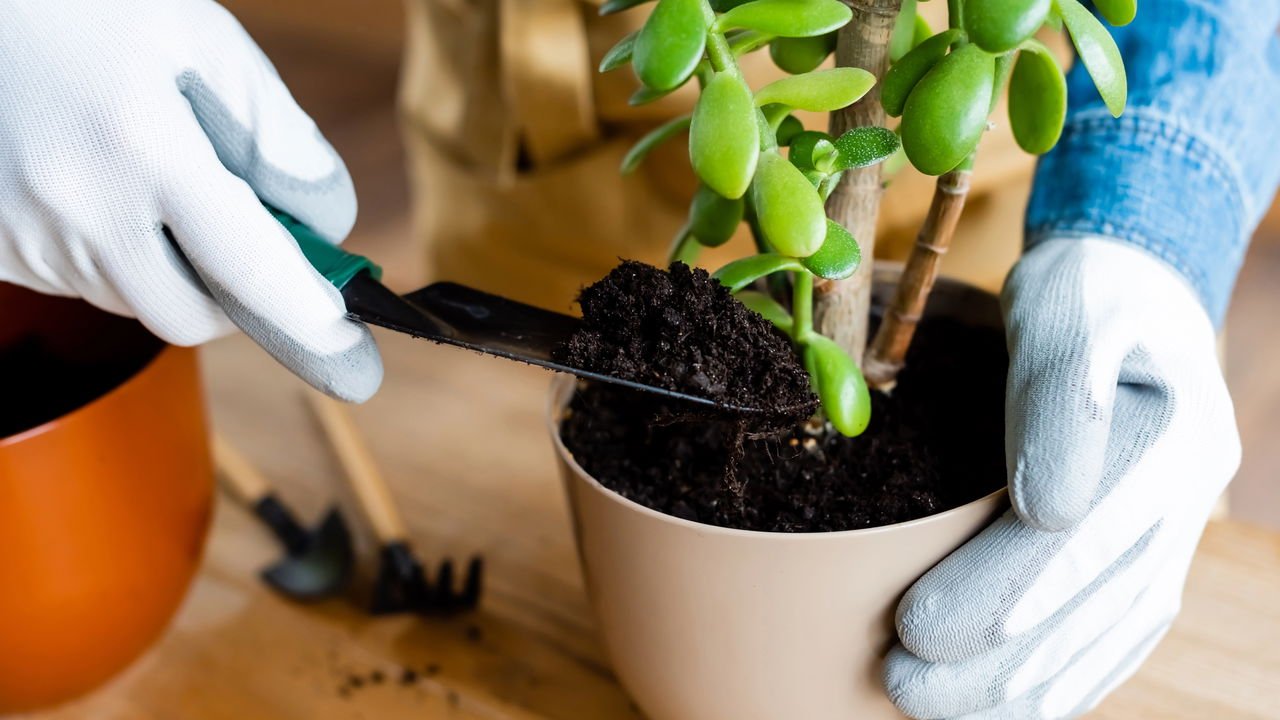 benefícios da jardinagem para saúde mental