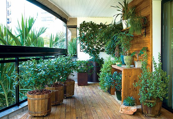 plantas para ambientes internos com pouca luz