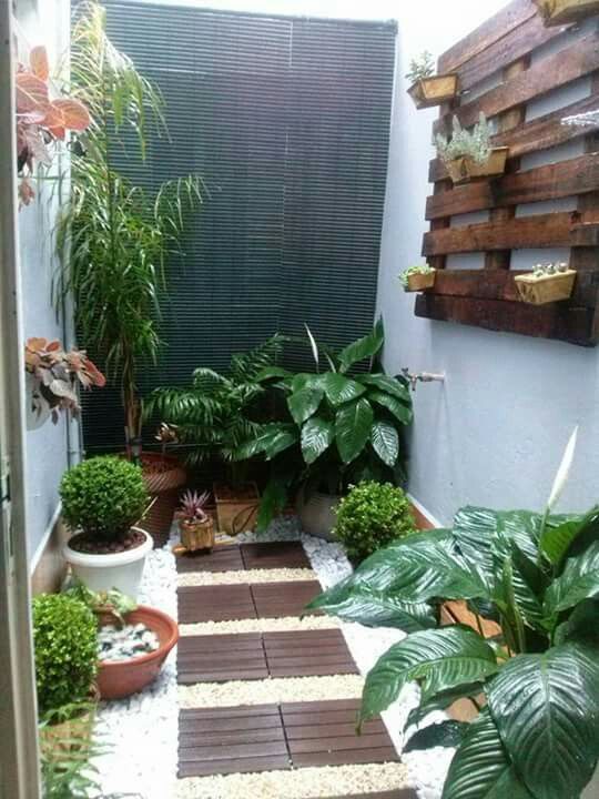 escolha de plantas para ambientes com pouca luz