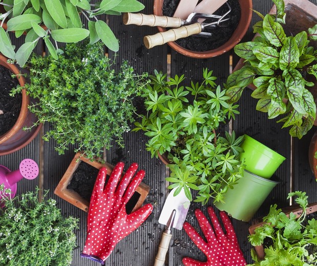 jardinagem para iniciantes como escolher as primeiras plantas