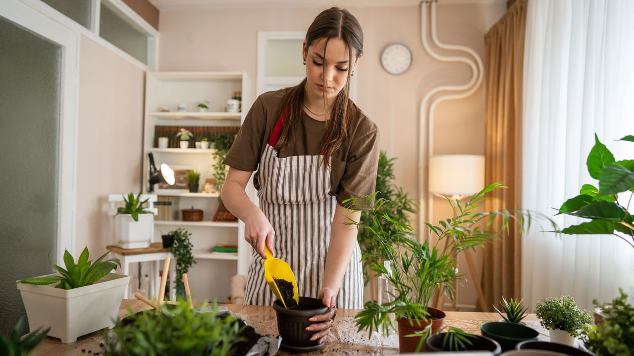 melhores plantas purificadoras de ar