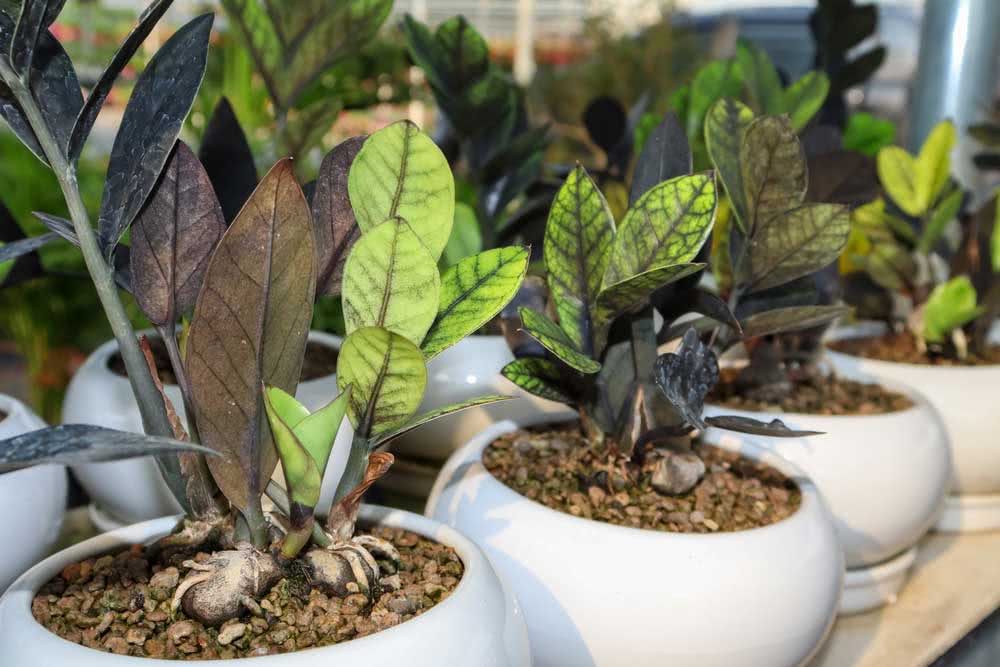 escolher primeiras plantas apartamento