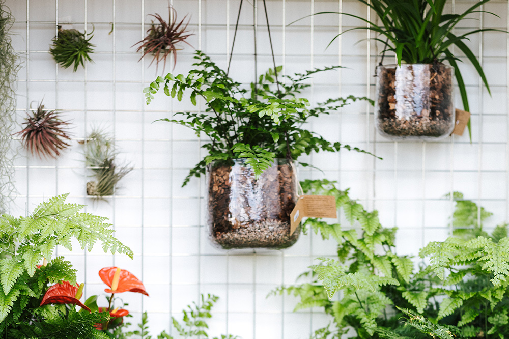 plantas de baixa manutenção para casa