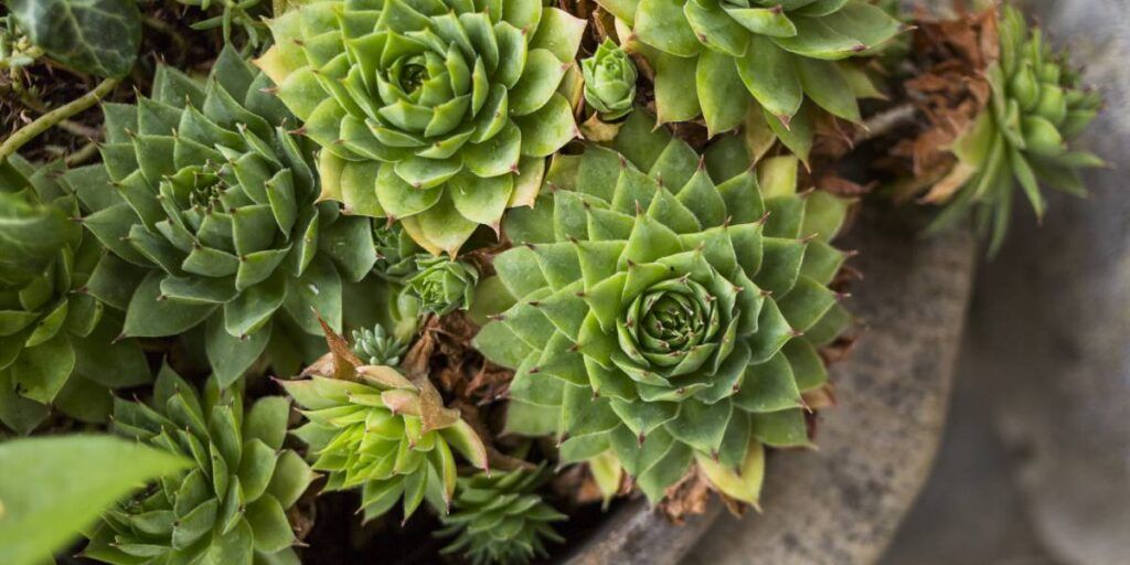 melhores plantas purificadoras de ar