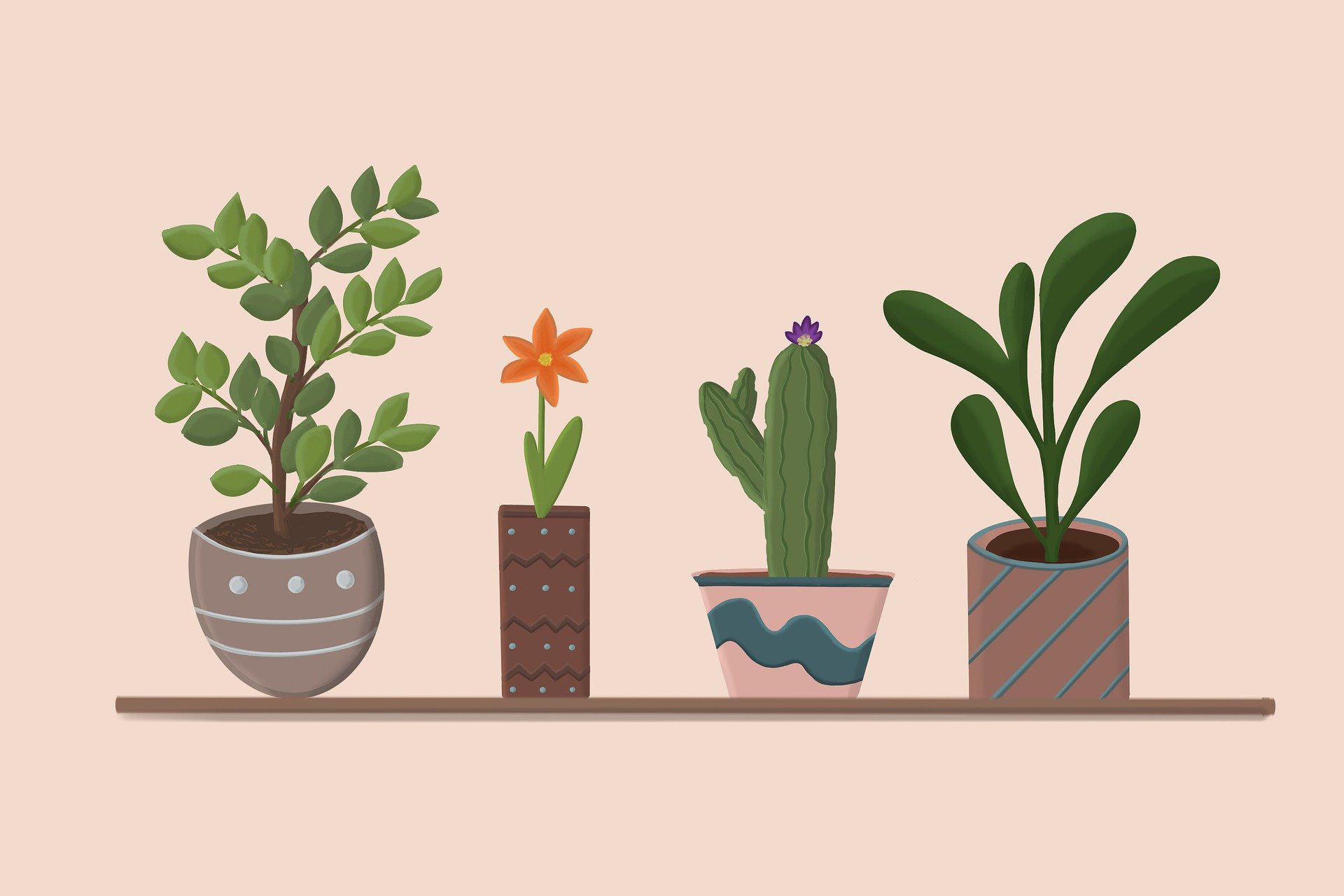 plantas fáceis para iniciantes jardinagem