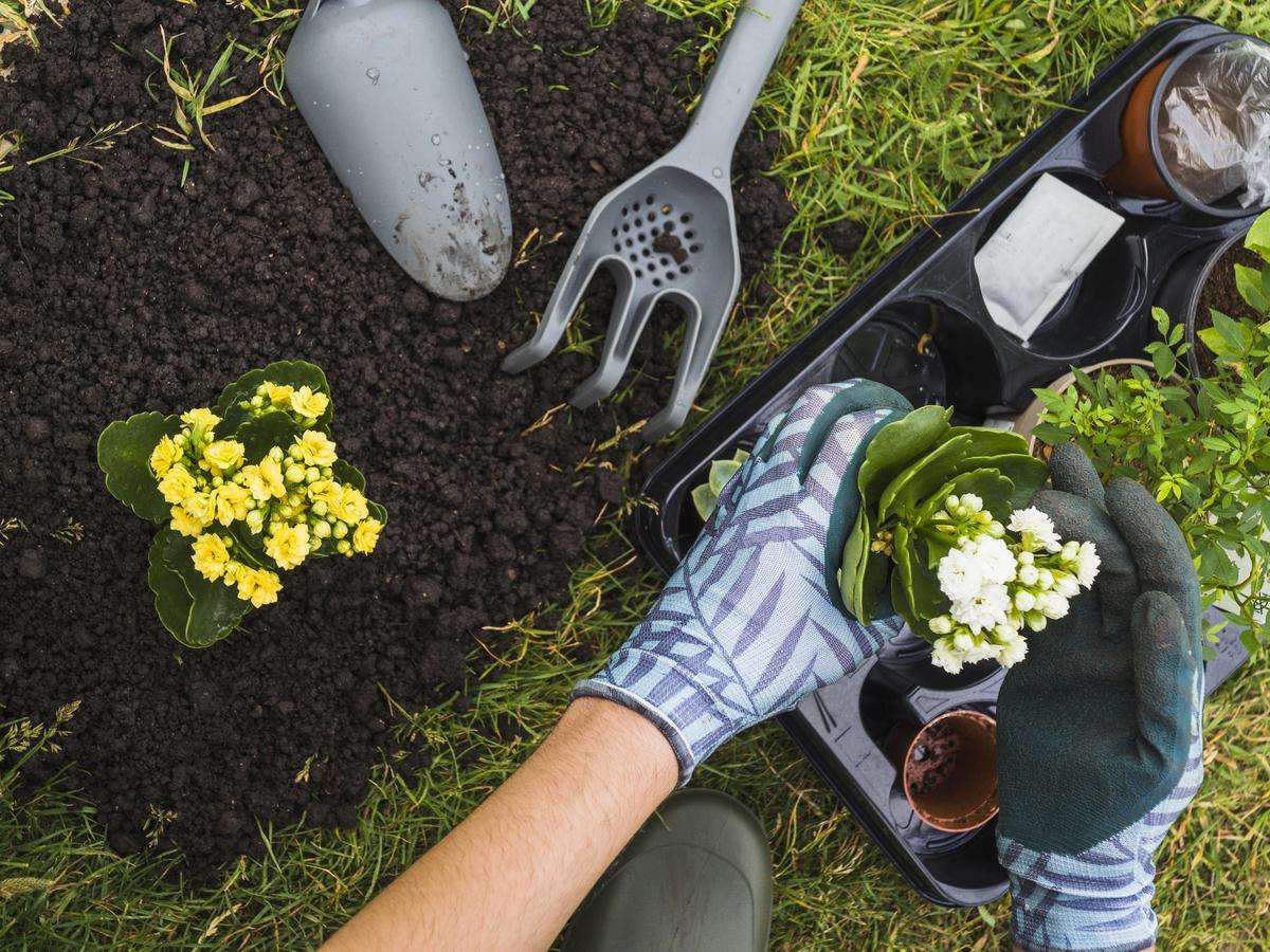 como preparar a terra para plantar em vaso