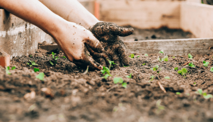 preparo de solo para horta caseira
