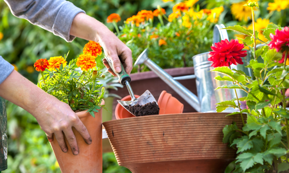 como preparar a terra para plantar em vaso