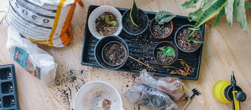 preparo de solo para horta caseira