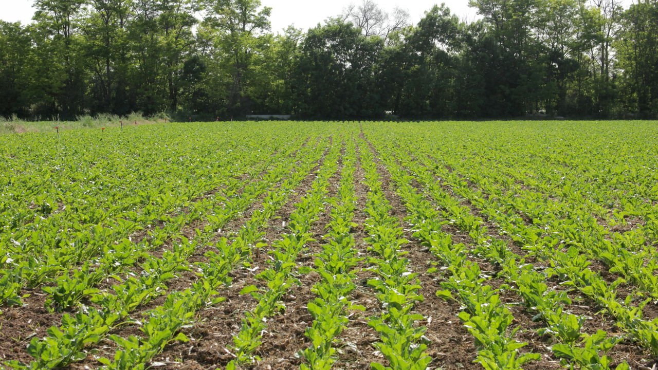 preparo de solo para horta caseira