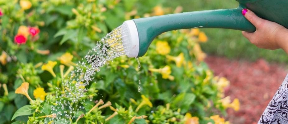 5 Dicas de Drenagem para Vasos de Plantas