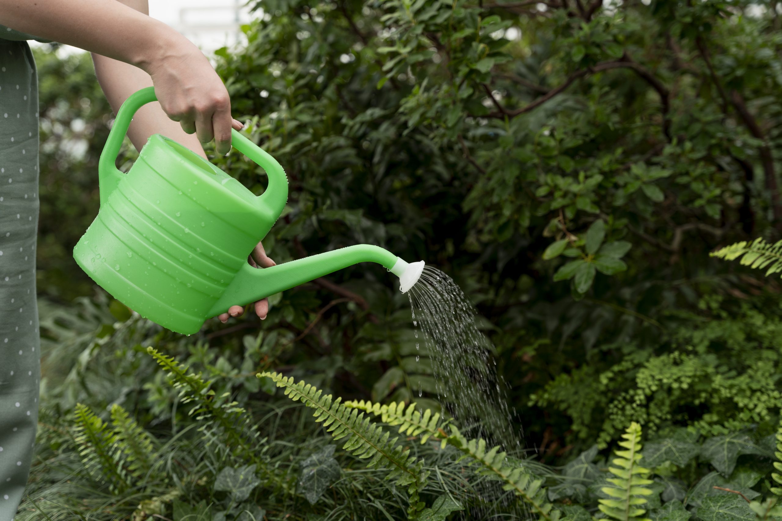 Os Piores Horários para Regar suas Plantas e Por Quê