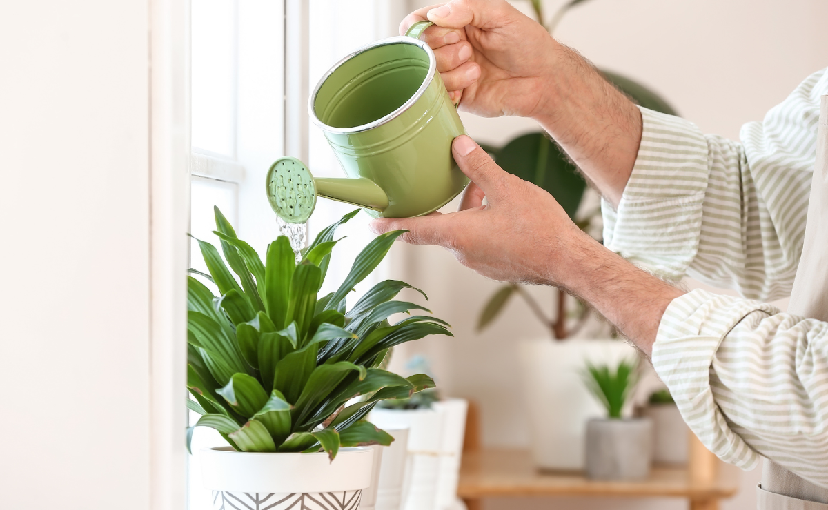 5 Dicas de Drenagem para Vasos de Plantas