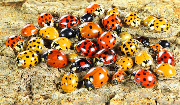 O papel das joaninhas no ecossistema