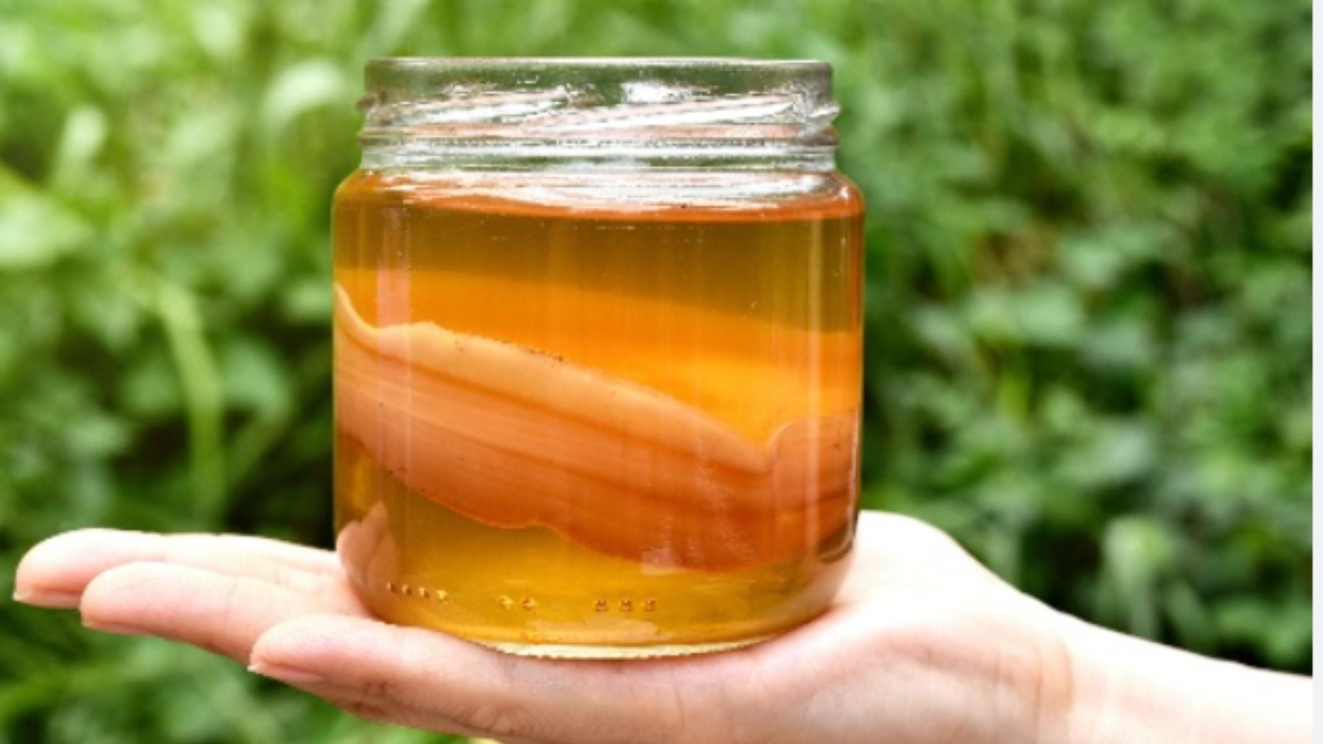 Kombucha e Saúde Intestinal: Entenda o Papel dos Probióticos