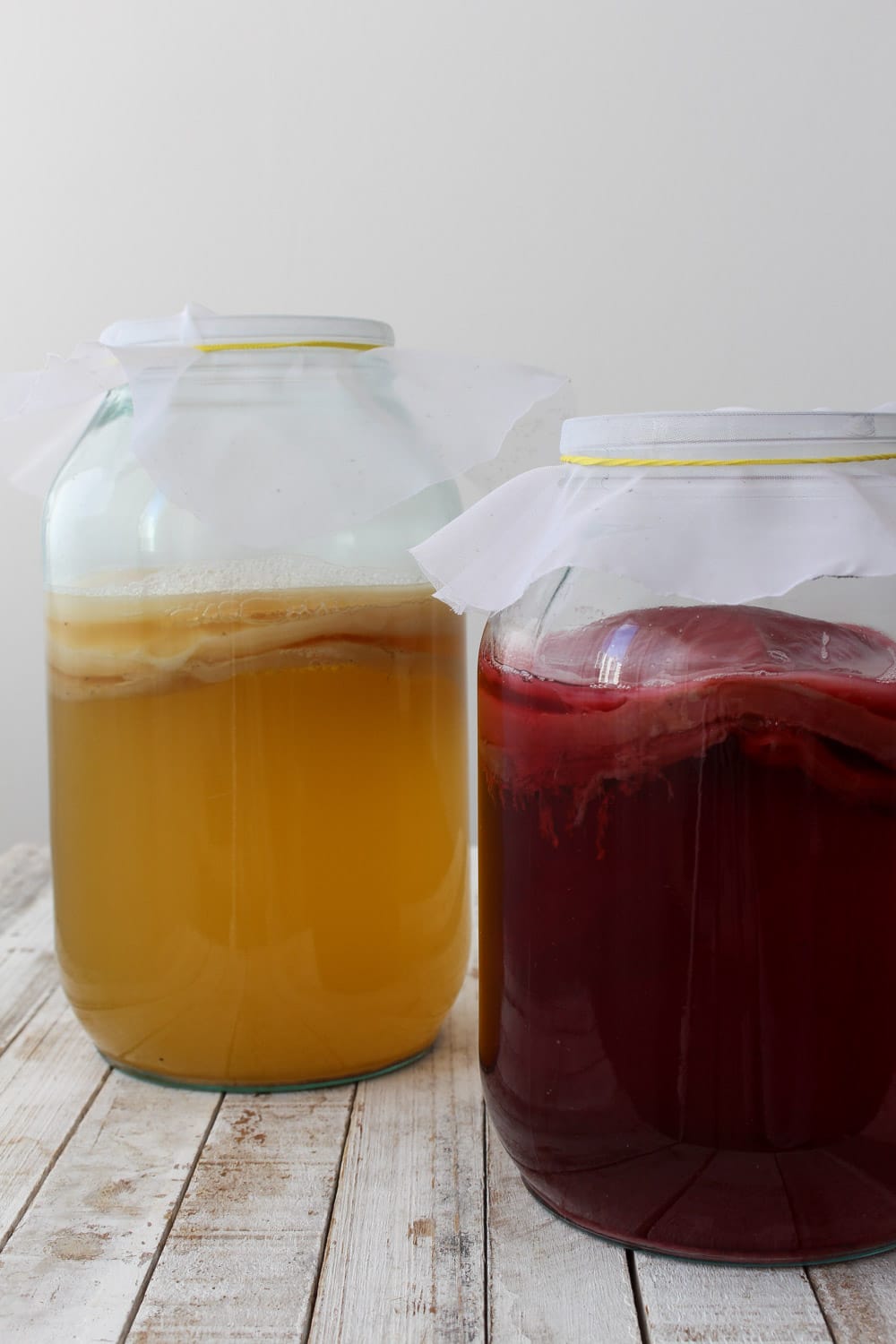 Desvendando o SCOBY: O Coração da Fermentação da Kombucha