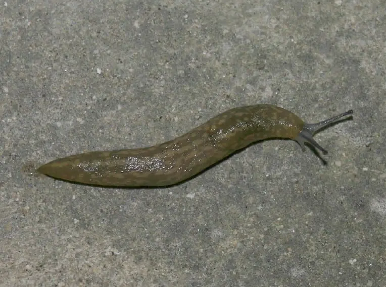 lesmas e a saúde do solo