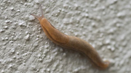 lesma no jardim pode nao ser ruim