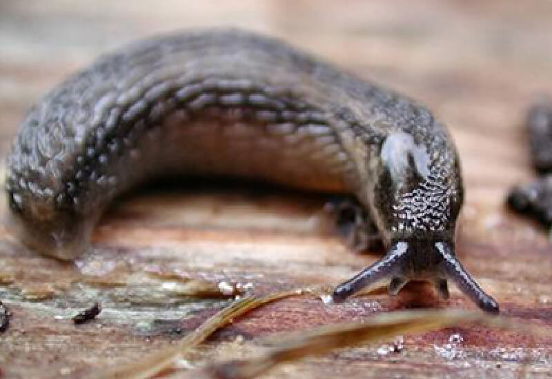 papel ecológico das lesmas