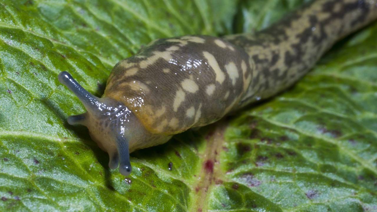 lesmas como compostagem natural