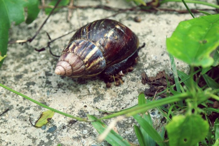 controle natural de pragas com lesmas