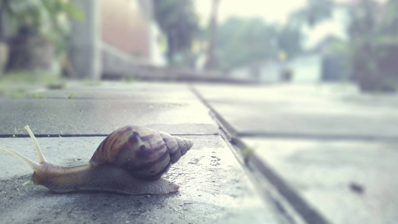 lesmas e a saúde do solo