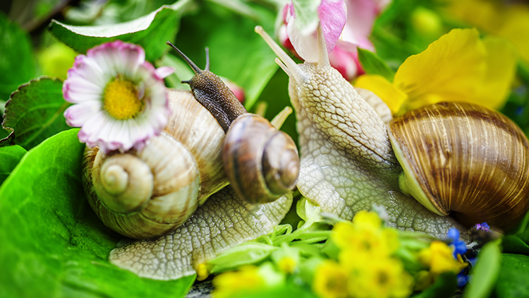 lesma no jardim pode nao ser ruim