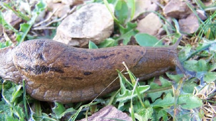 lesmas benéficas no jardim