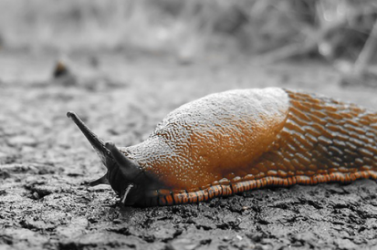 papel ecológico das lesmas