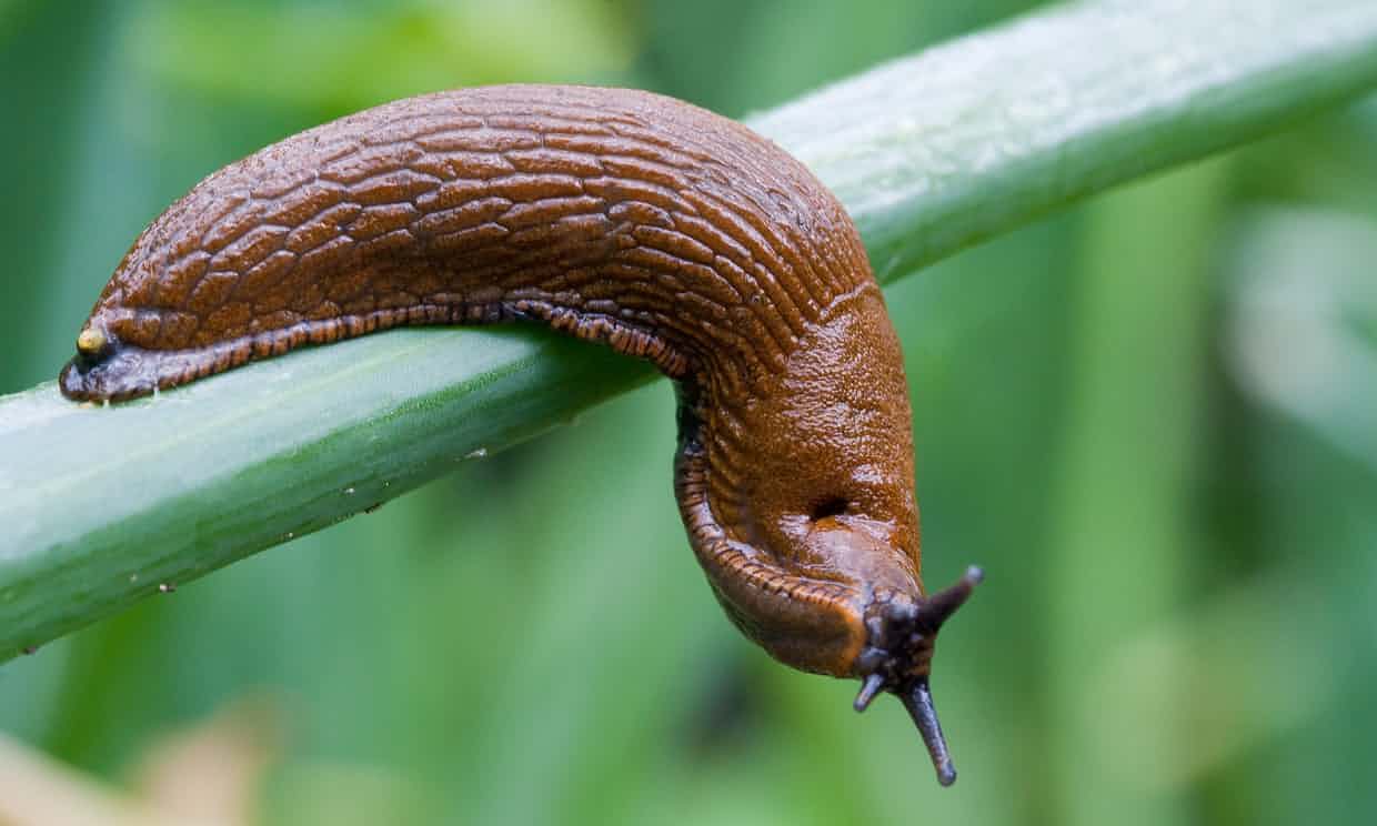 lesmas como compostagem natural