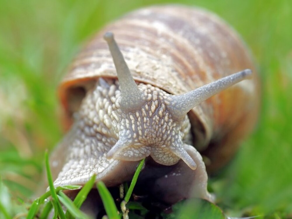 controle natural de pragas com lesmas
