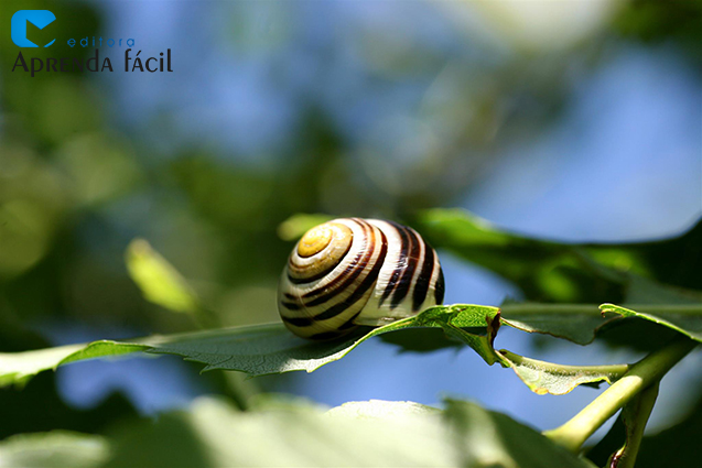 lesmas e a saúde do solo