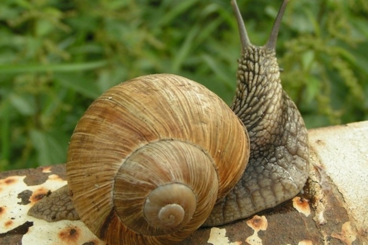 lesmas benéficas no jardim