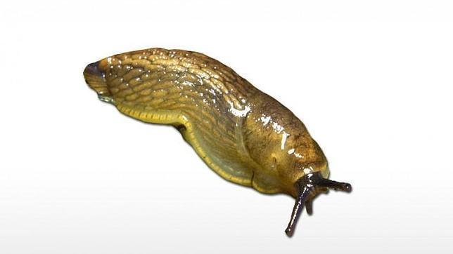 lesmas como compostagem natural