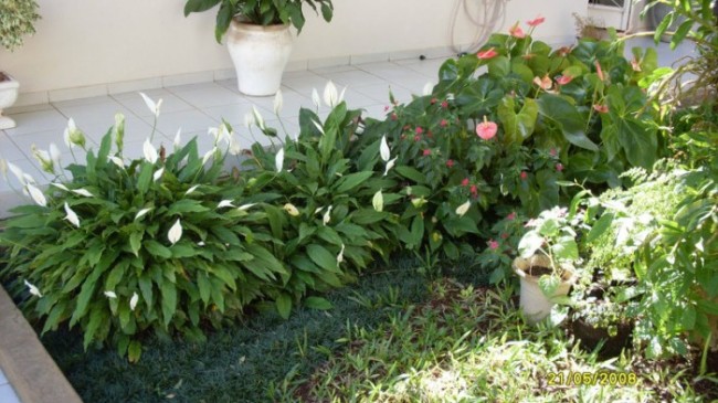 erros comuns ao cuidar de lirio da paz e anturio