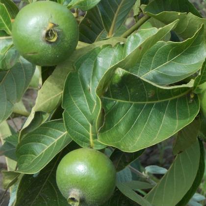Descubra o Marmelinho do Cerrado: Fruto Exótico e Seu Cultivo